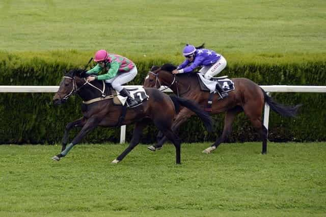 Horses running on a grass track. 