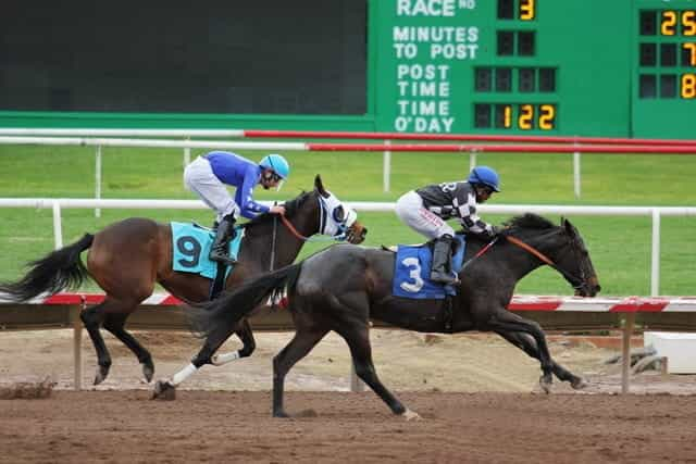 Two horses with jockeys race around a track.