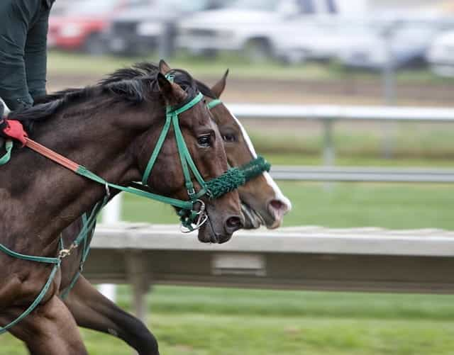 Two horses.