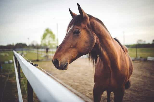 A brown racehorse in a paddock.