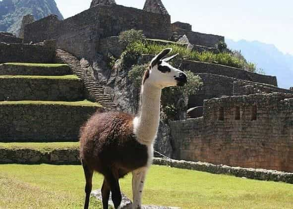 A llama outside of ruins in Peru.