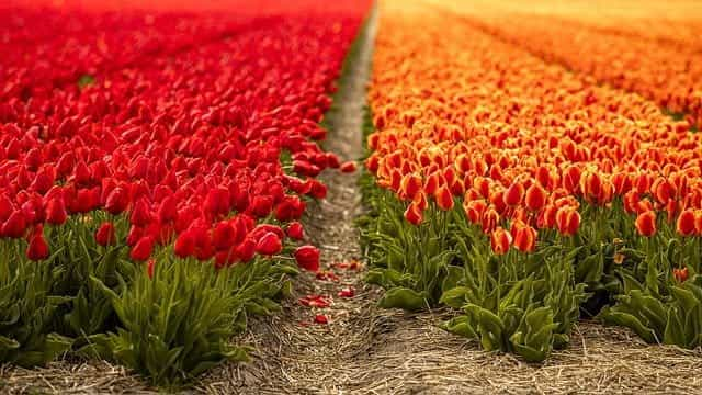 Holland Tulip Fields.