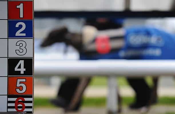 A greyhound on parade at a race meeting.