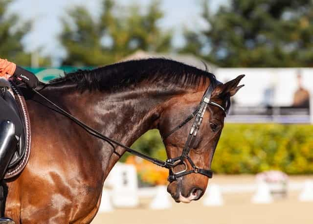 A brown racehorse.