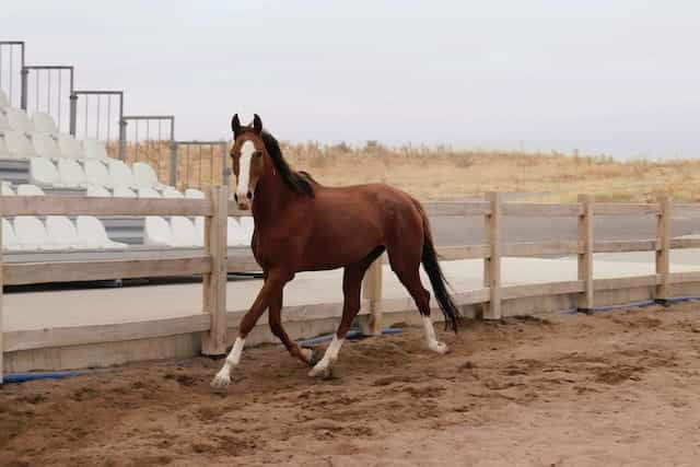 A racehorse in a paddock.